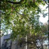 imagebam.com